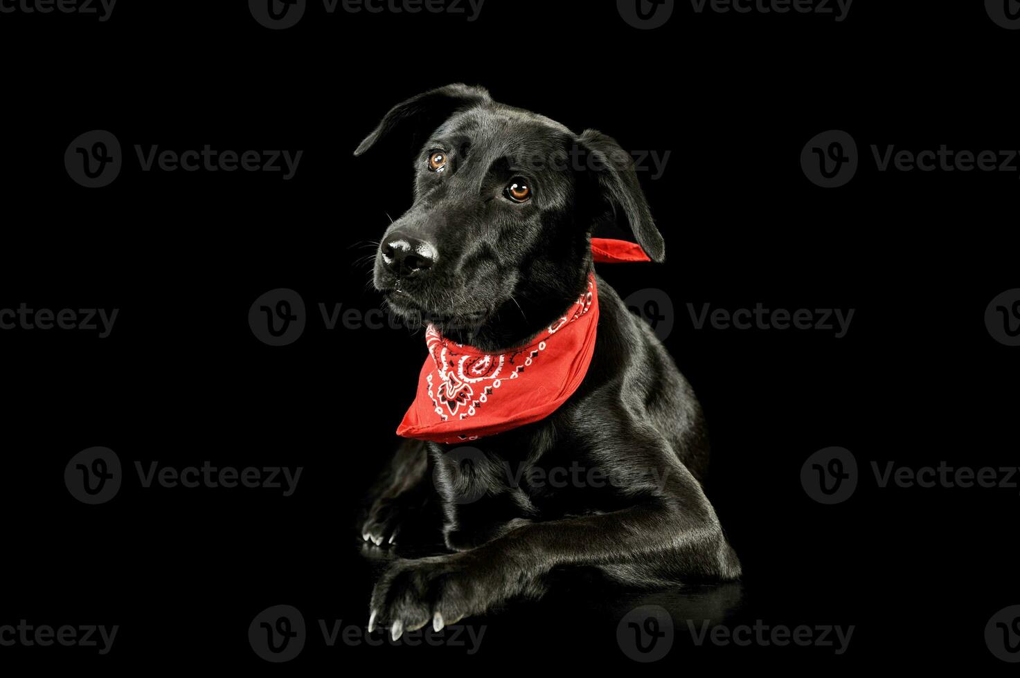 Studio shot of an adorable mixed breed dog photo