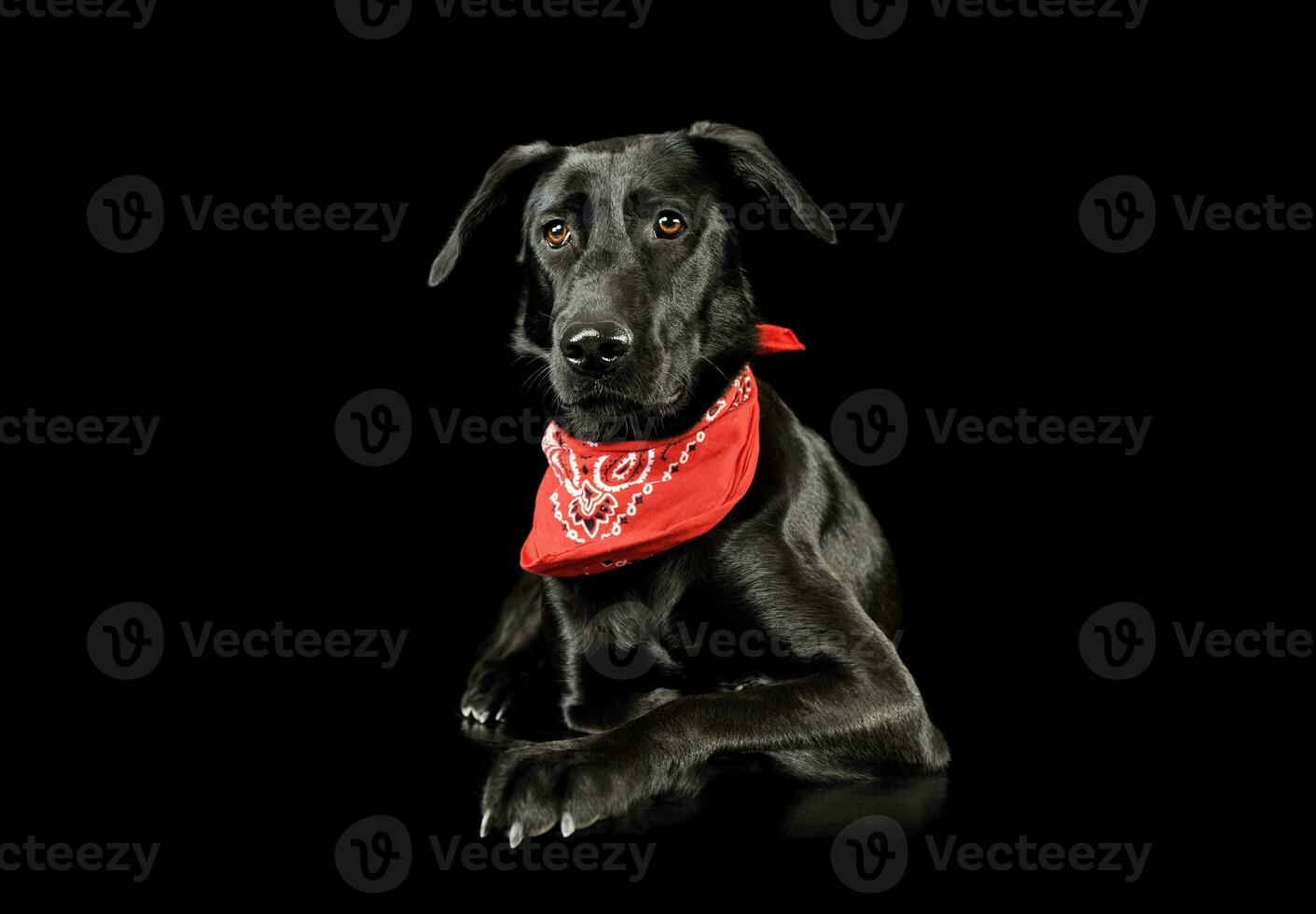 Studio shot of an adorable mixed breed dog photo