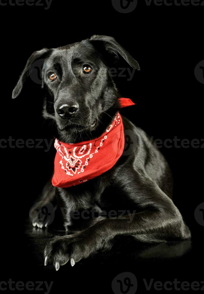 Studio shot of an adorable mixed breed dog photo