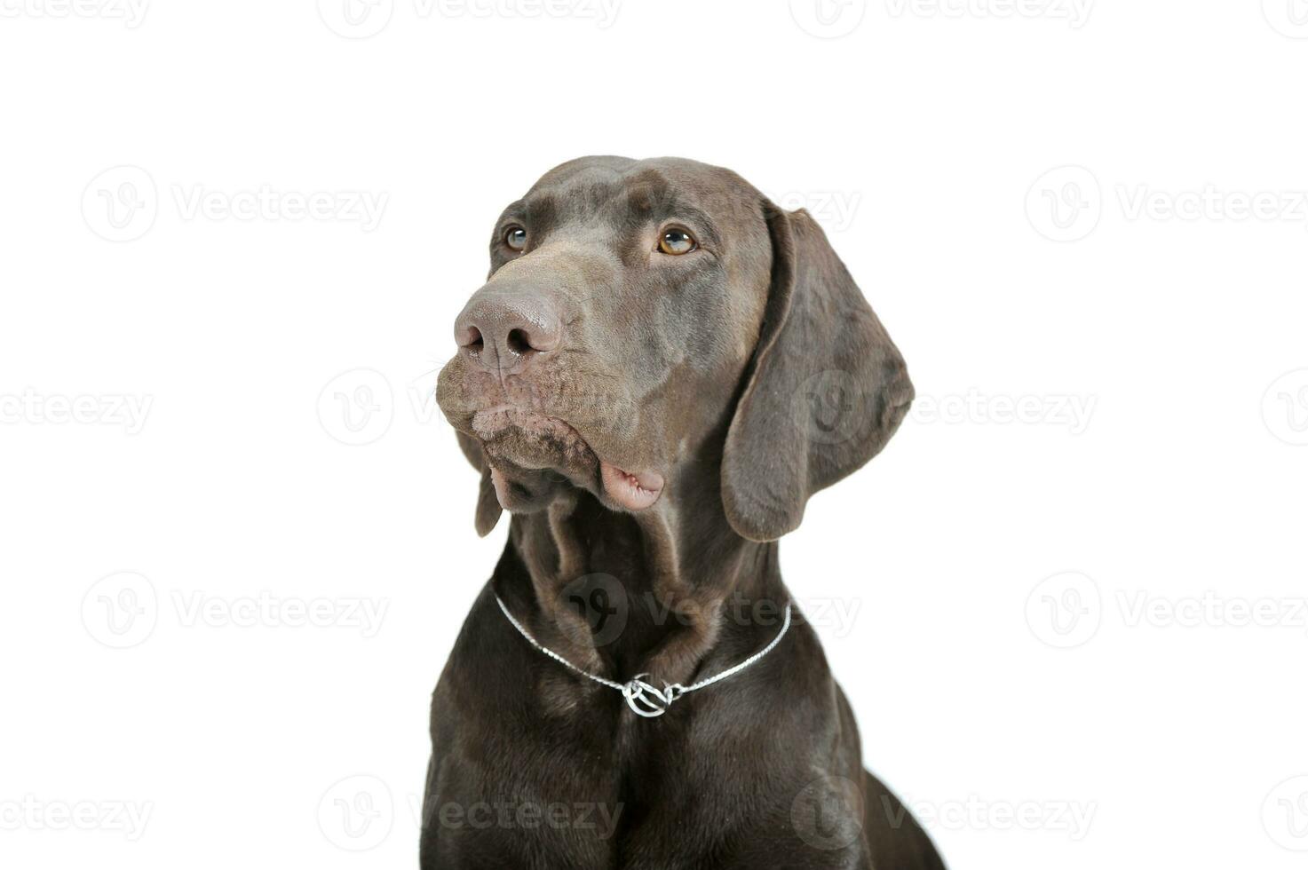 Portrait of an adorable Deutsch Kurzhaar looking up curiously - isolated on white background photo