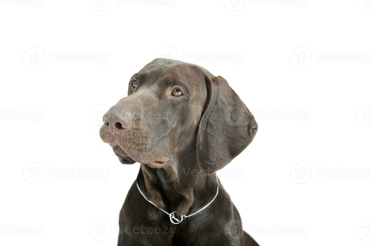 Portrait of an adorable Deutsch Kurzhaar looking up curiously - isolated on white background photo