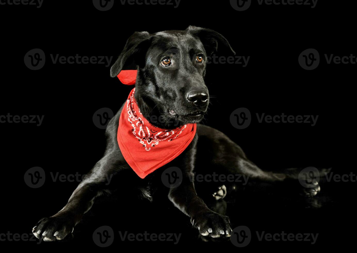 Studio shot of an adorable mixed breed dog photo