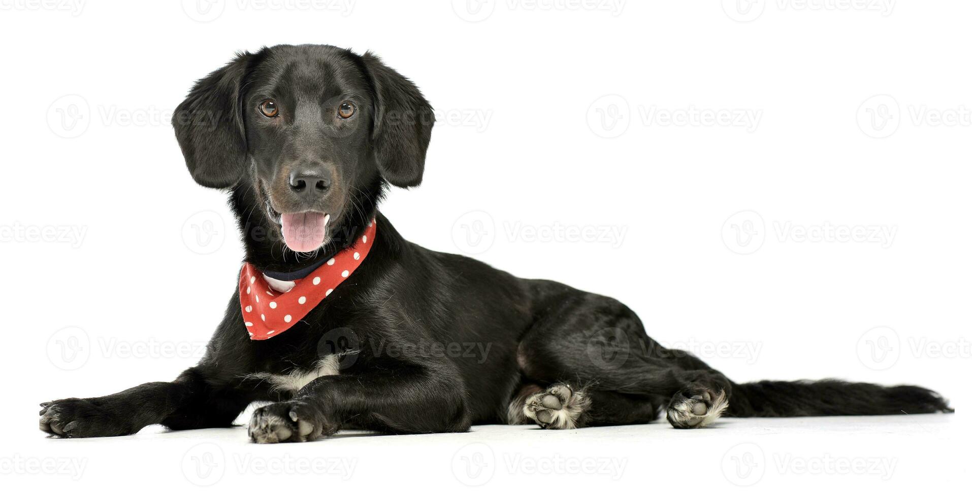 An adorable mixed breed dog with red polka dot scarf photo