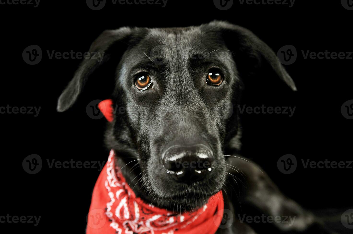 Portrait of an adorable mixed breed dog photo
