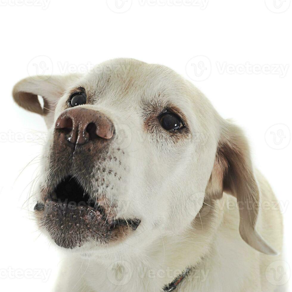 Labrador perdiguero retrato en blanco estudio foto