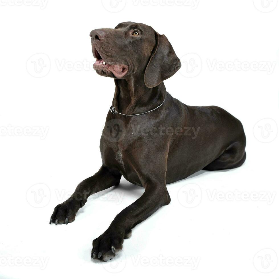 german pointer lying in white  studio floor photo