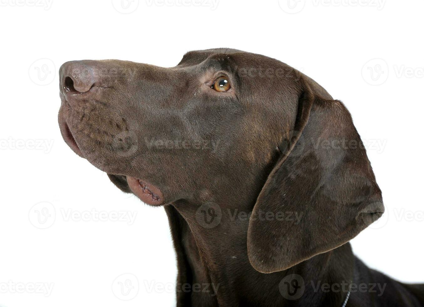german pointer portrait in white  studio photo