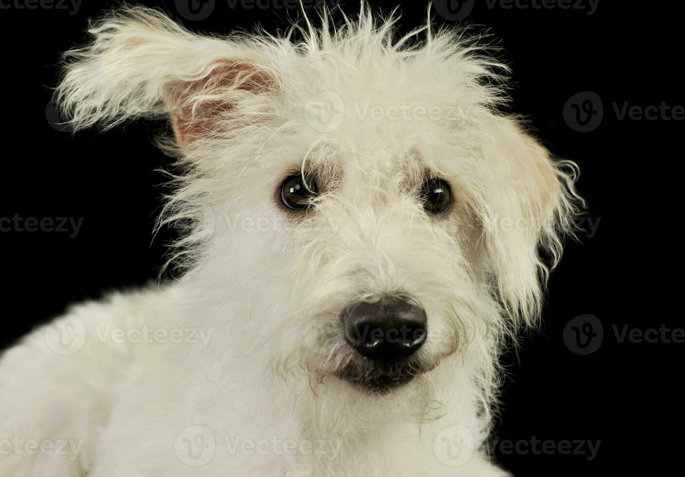 Portrait of an adorable mixed breed dog photo