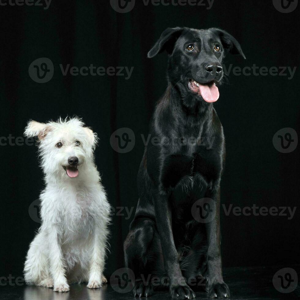 black and white mixed breed  dog sitting in a dark photostudio photo