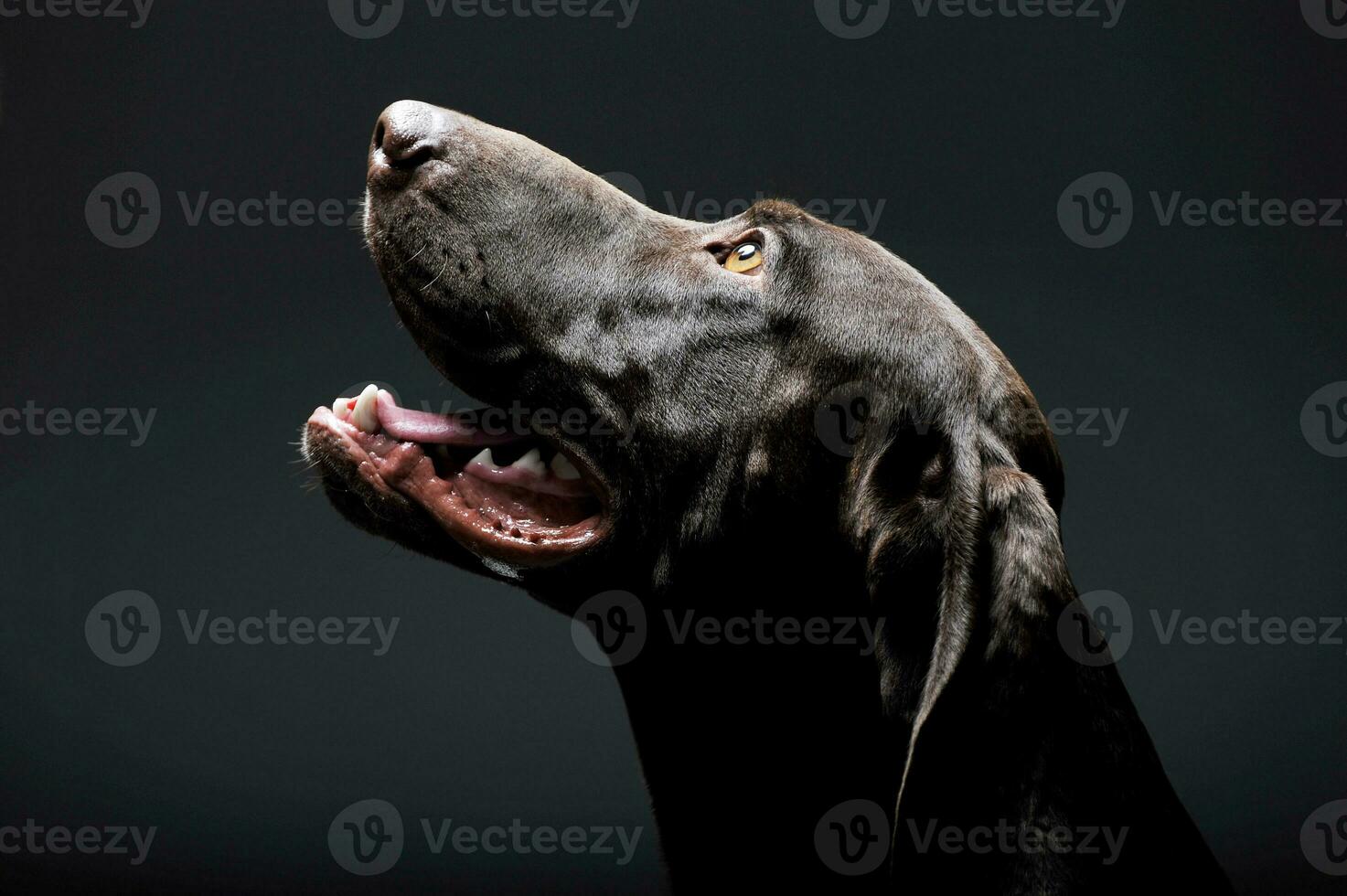 Portrait of an adorable Deutsch Kurzhaar looking up curiously - isolated on grey background photo