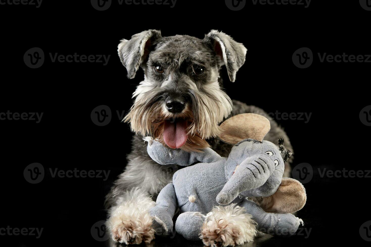 An adorable miniature schnauzer with a stuffed elephant photo