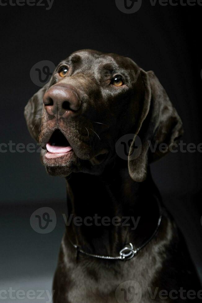 retrato de un adorable Alemán Kurzhaar mirando curiosamente - aislado en gris antecedentes foto