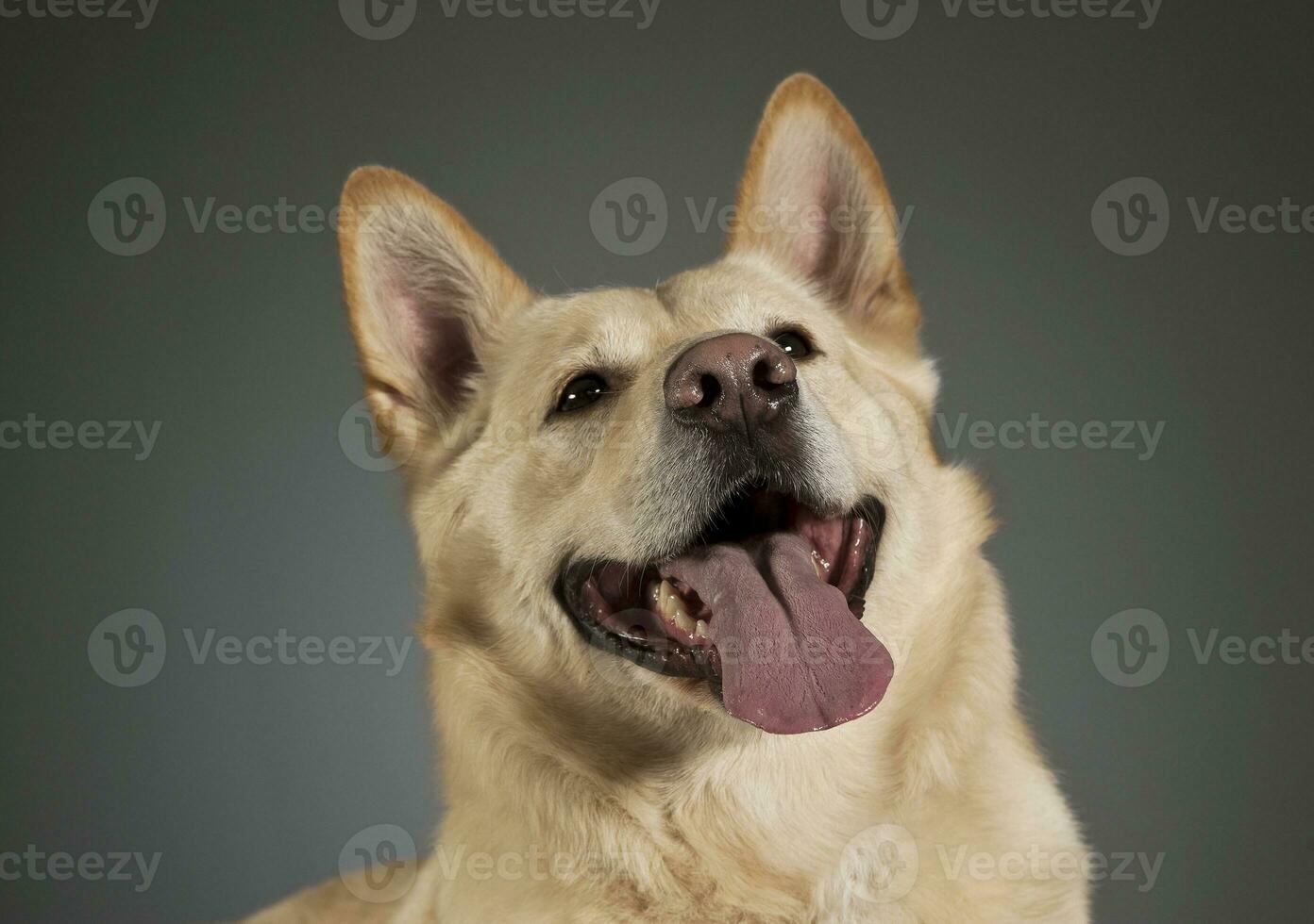 German shepherd portrait in a dark studio photo