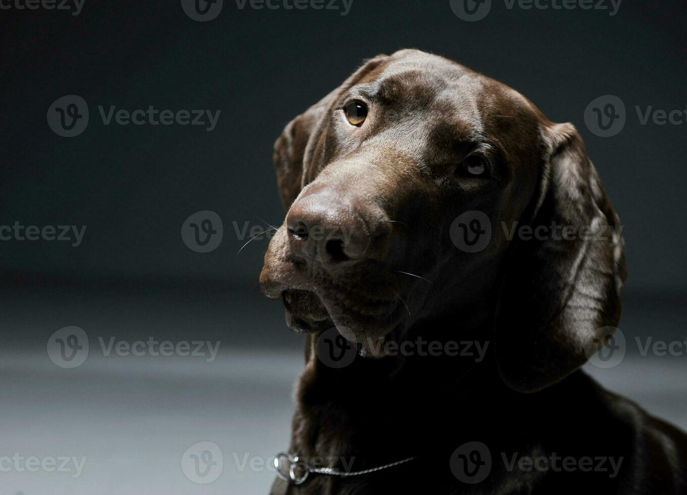 Portrait of an adorable Deutsch Kurzhaar looking curiously - isolated on grey background photo