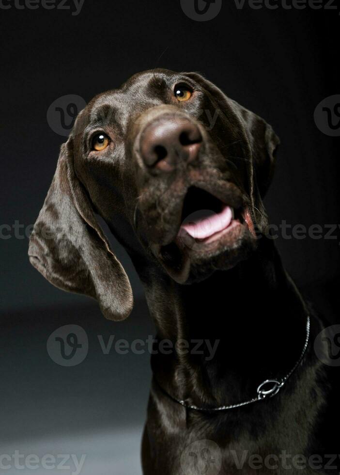 retrato de un adorable Alemán Kurzhaar mirando curiosamente a el cámara - aislado en gris antecedentes foto