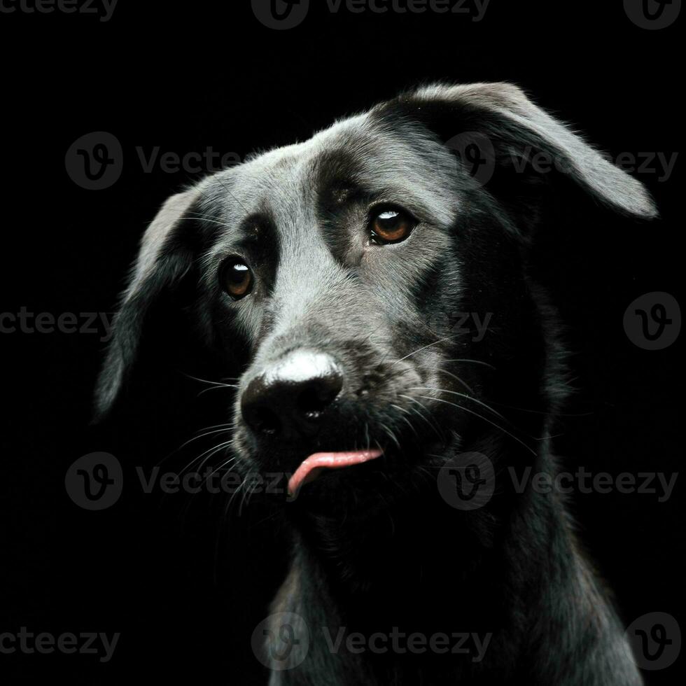 Mixed breed black dog portrait in a dark photostudio photo