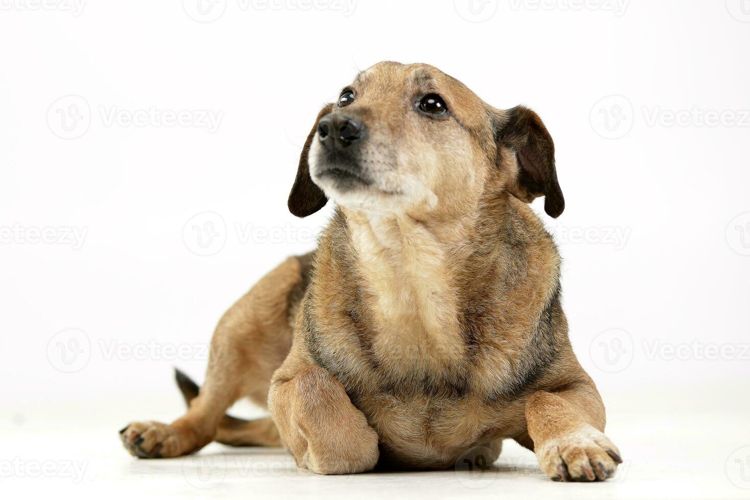 Studio shot of an adorable mixed breed dog photo