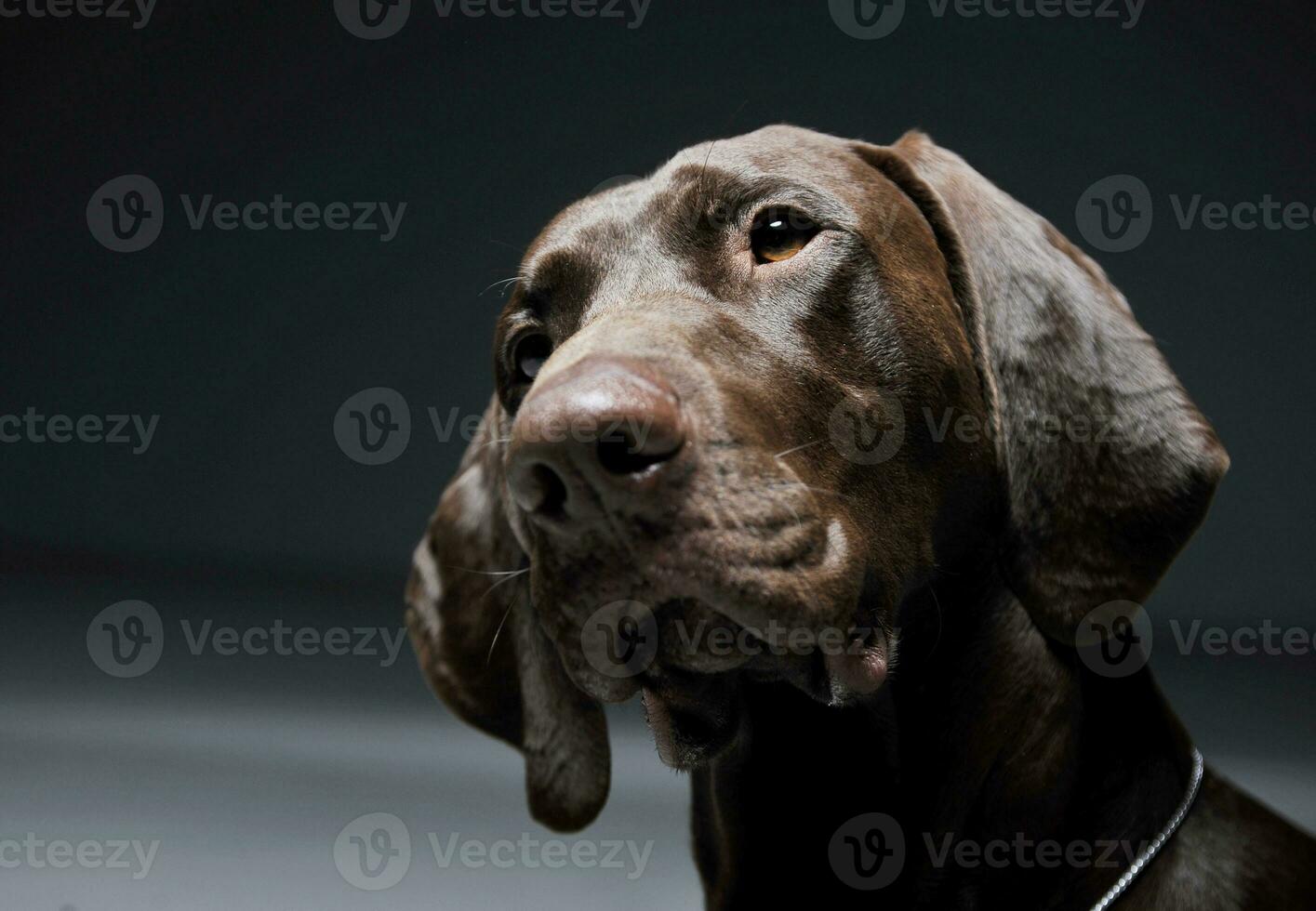 Portrait of an adorable Deutsch Kurzhaar looking curiously - isolated on grey background photo