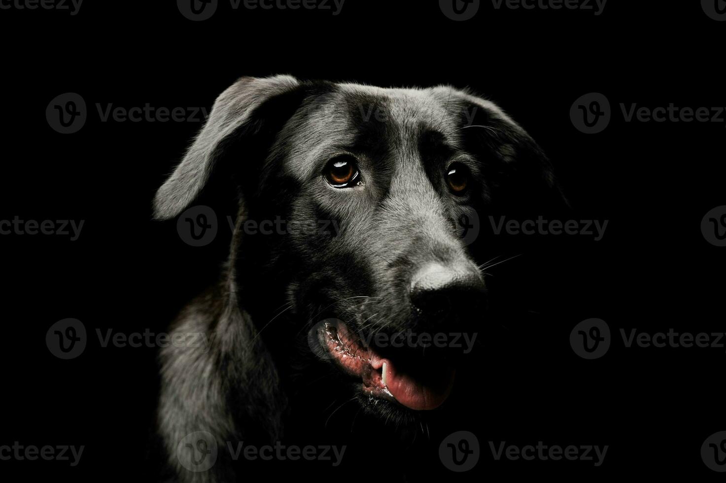 Portrait of an adorable mixed breed dog photo