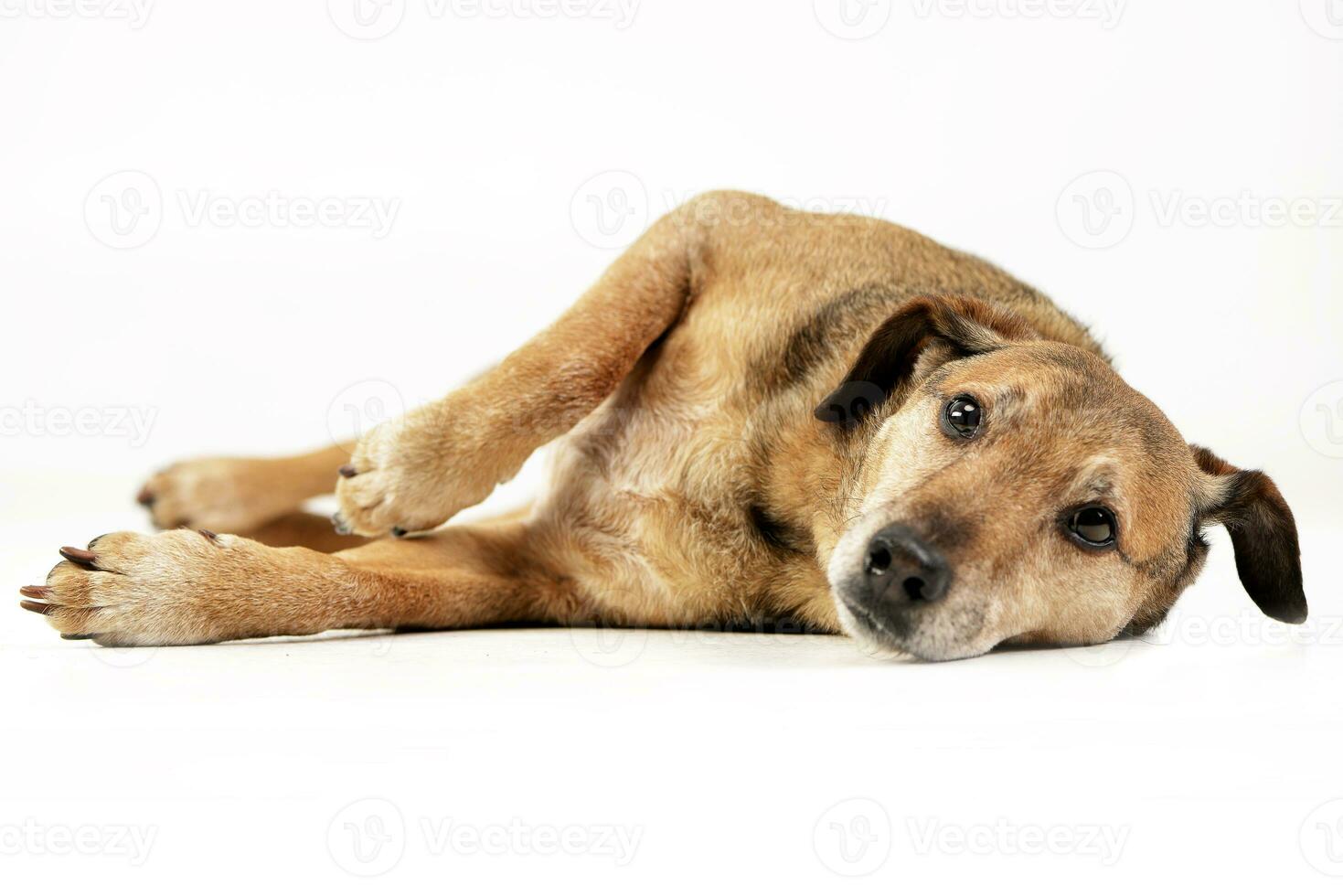 Studio shot of an adorable mixed breed dog photo