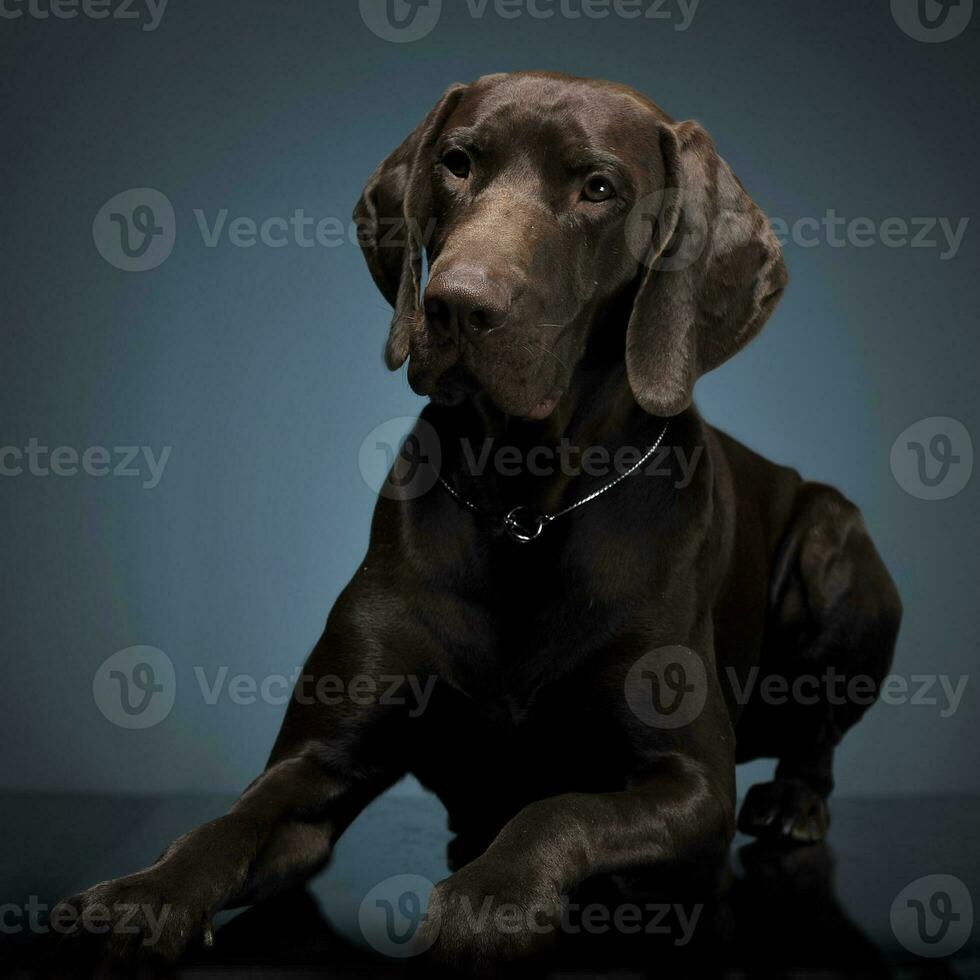 German pointer lying in a dark photostudio photo