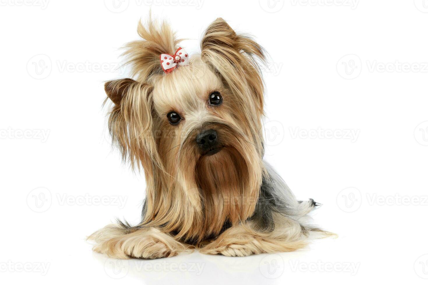 yorkshire terrier looking into the camera in a wehite studio photo