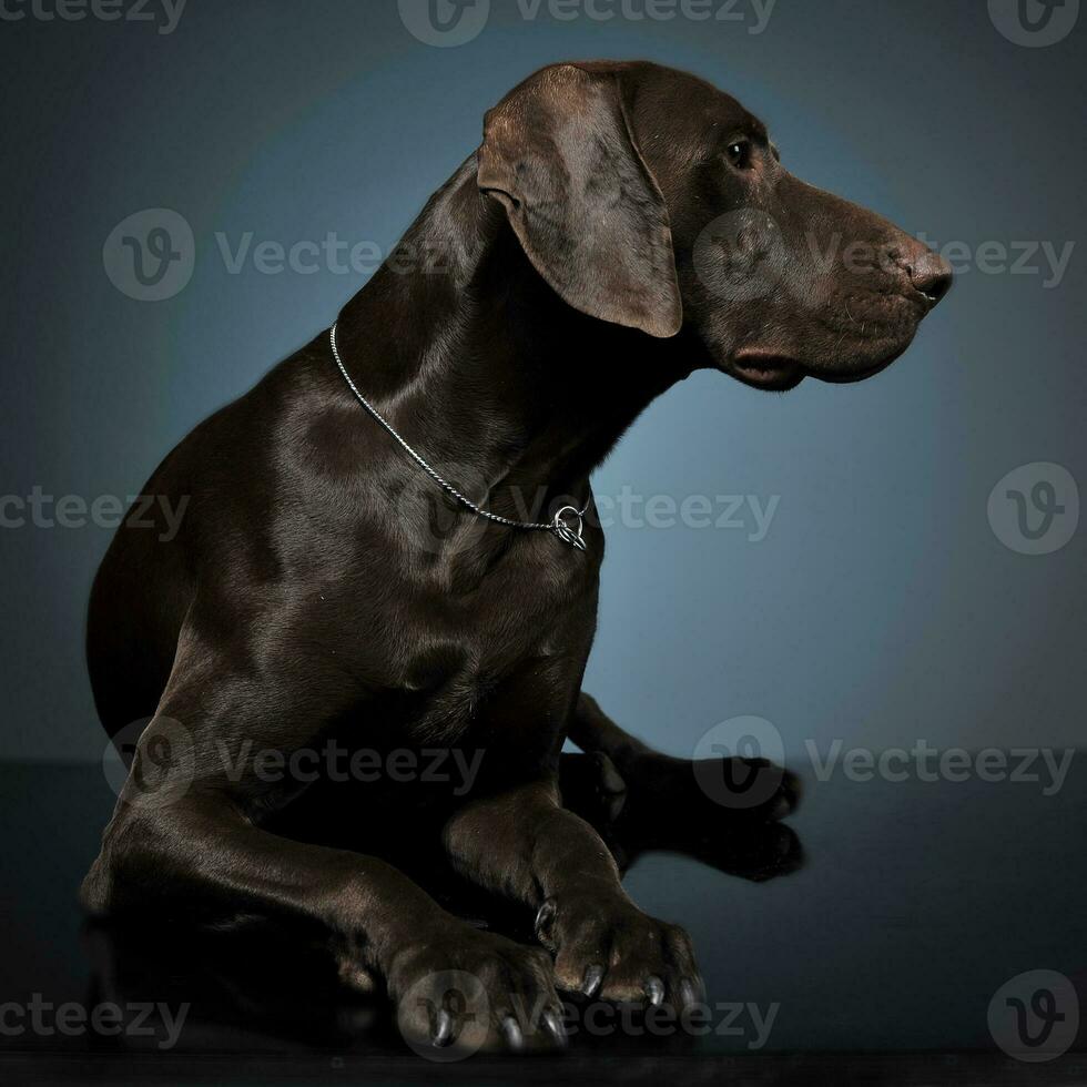 German pointer lying in a dark photo studio