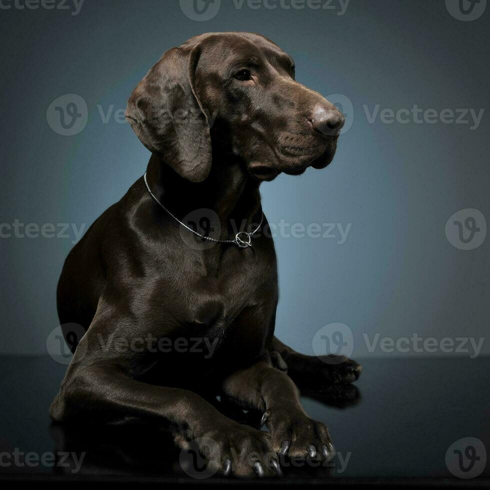 German shepherd lying in a dark studio photo