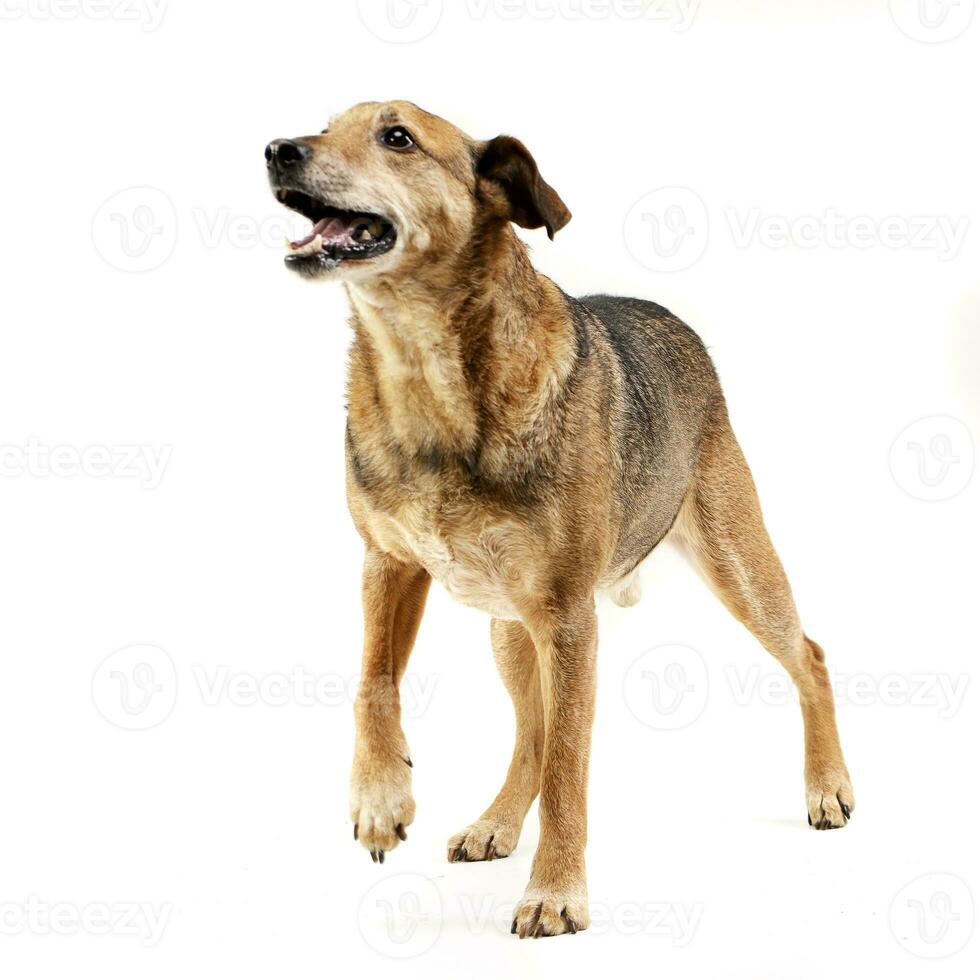 Studio shot of an adorable mixed breed dog photo