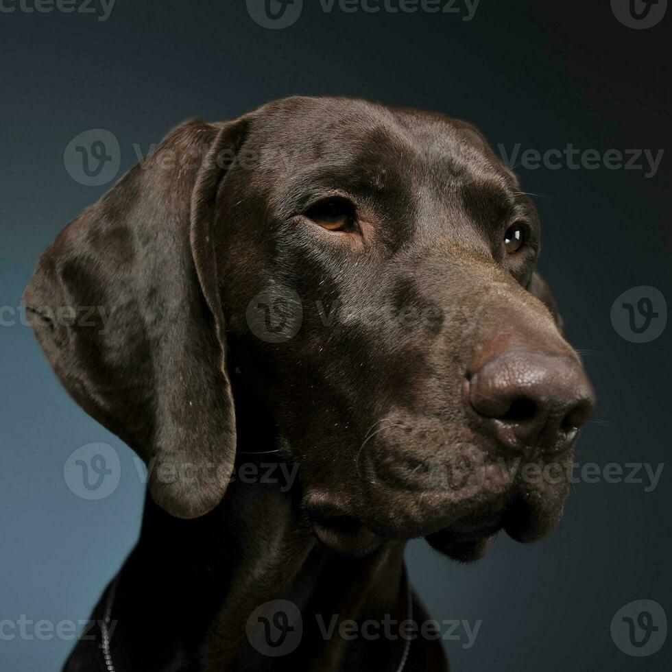 German pointer portrait in a dark photostudio photo