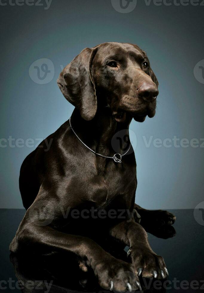 Studio shot of an adorable Deutsch Kurzhaar lying and looking curiously photo