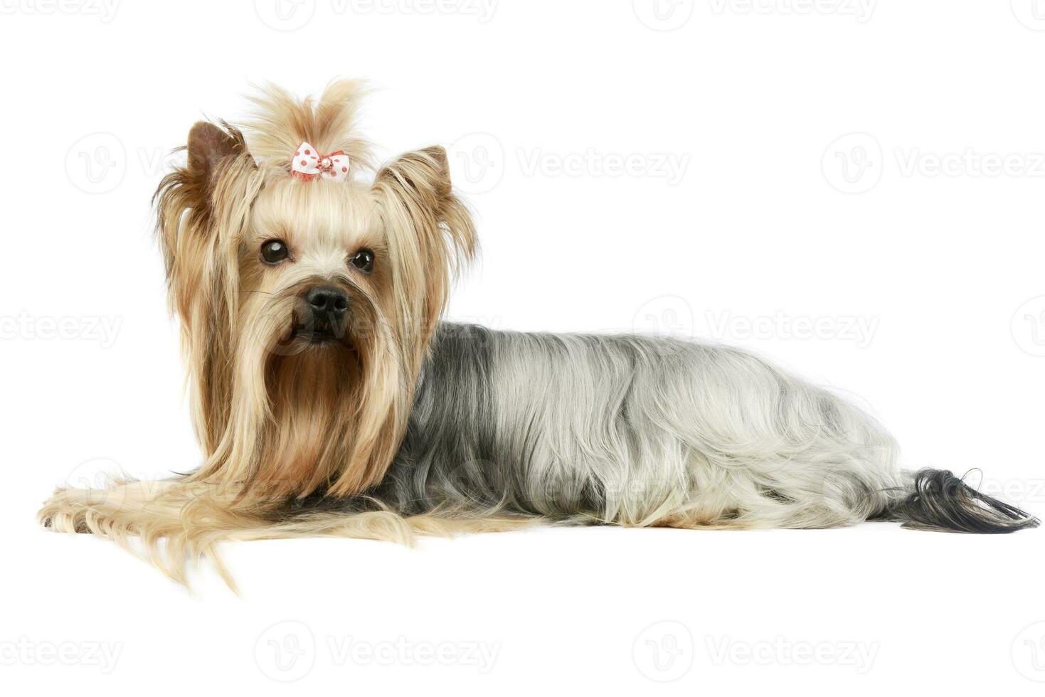 Studio shot of an adorable Yorkshire Terrier yorkie photo