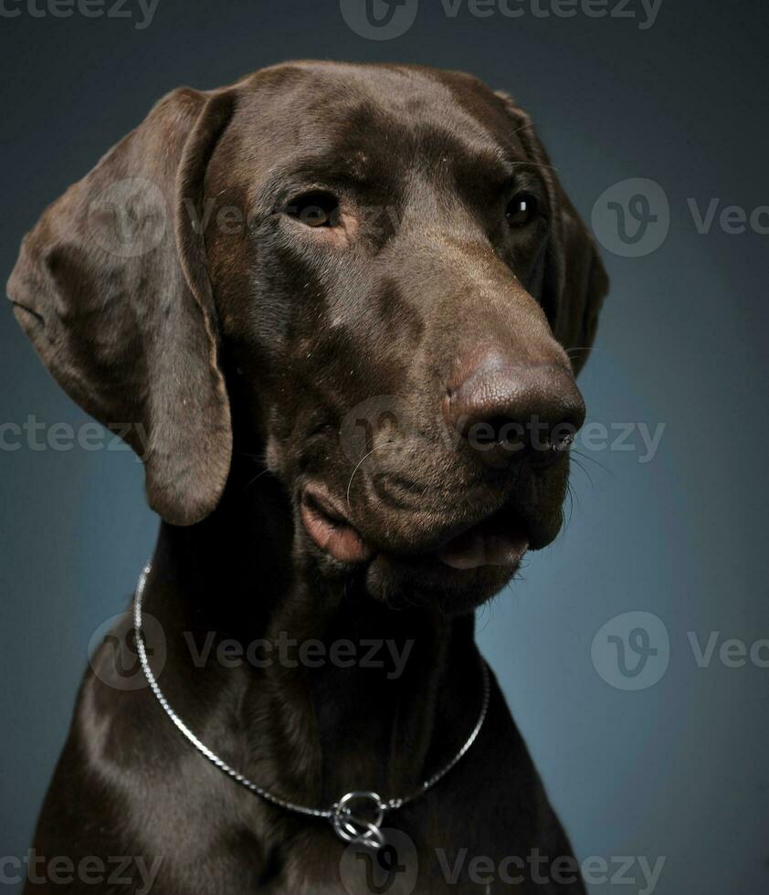German pointer portrait in a dark photostudio photo