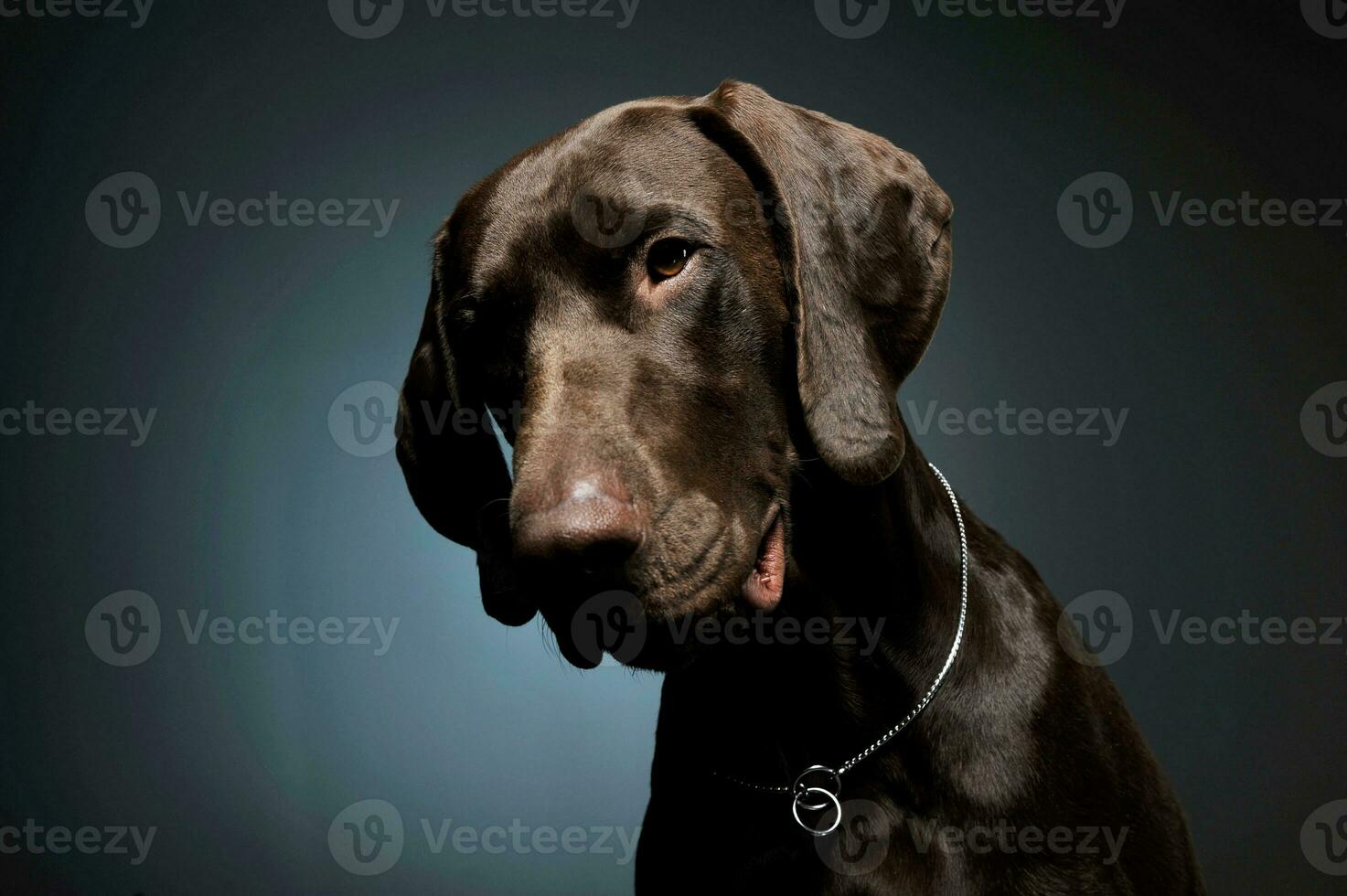 Portrait of an adorable Deutsch Kurzhaar looking down curiously - isolated on blue background photo