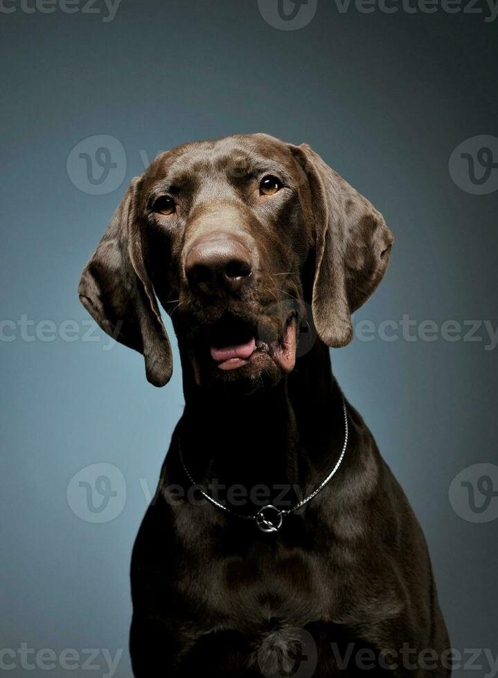 Portrait of an adorable Deutsch Kurzhaar looking curiously at the camera - isolated on blue background photo