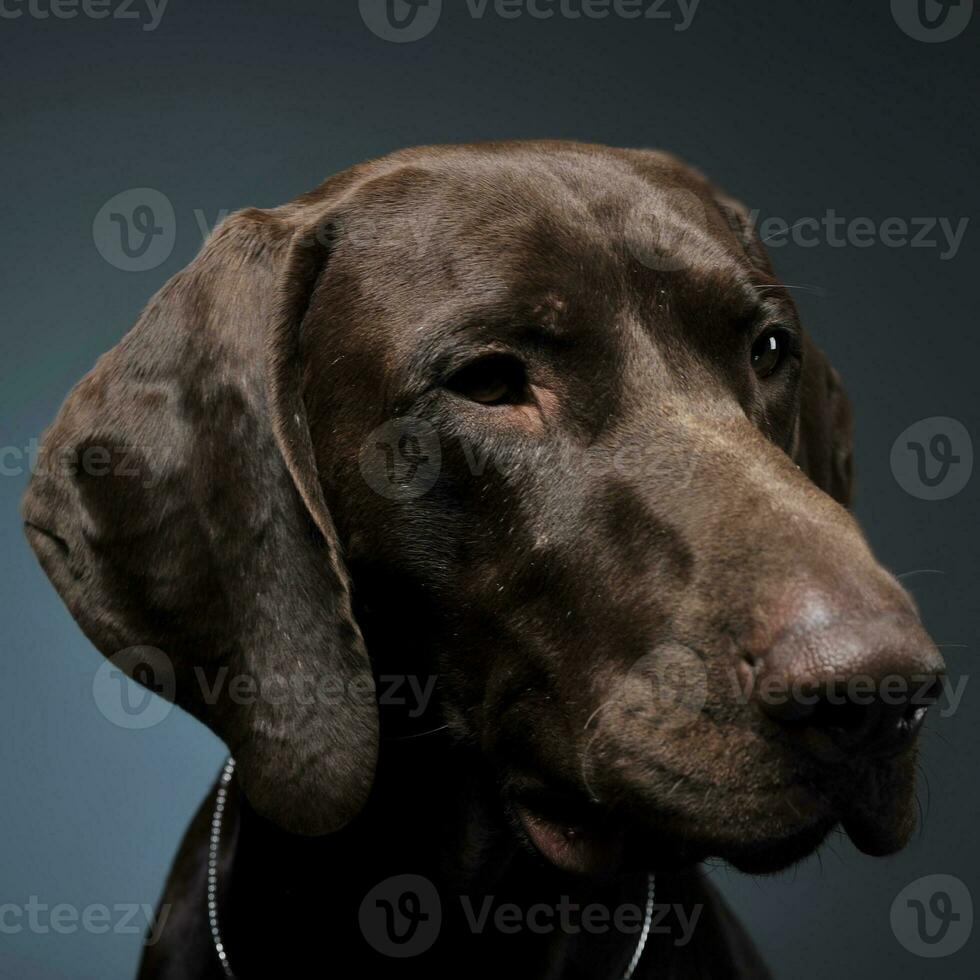 German pointer portrait in a dark photostudio photo