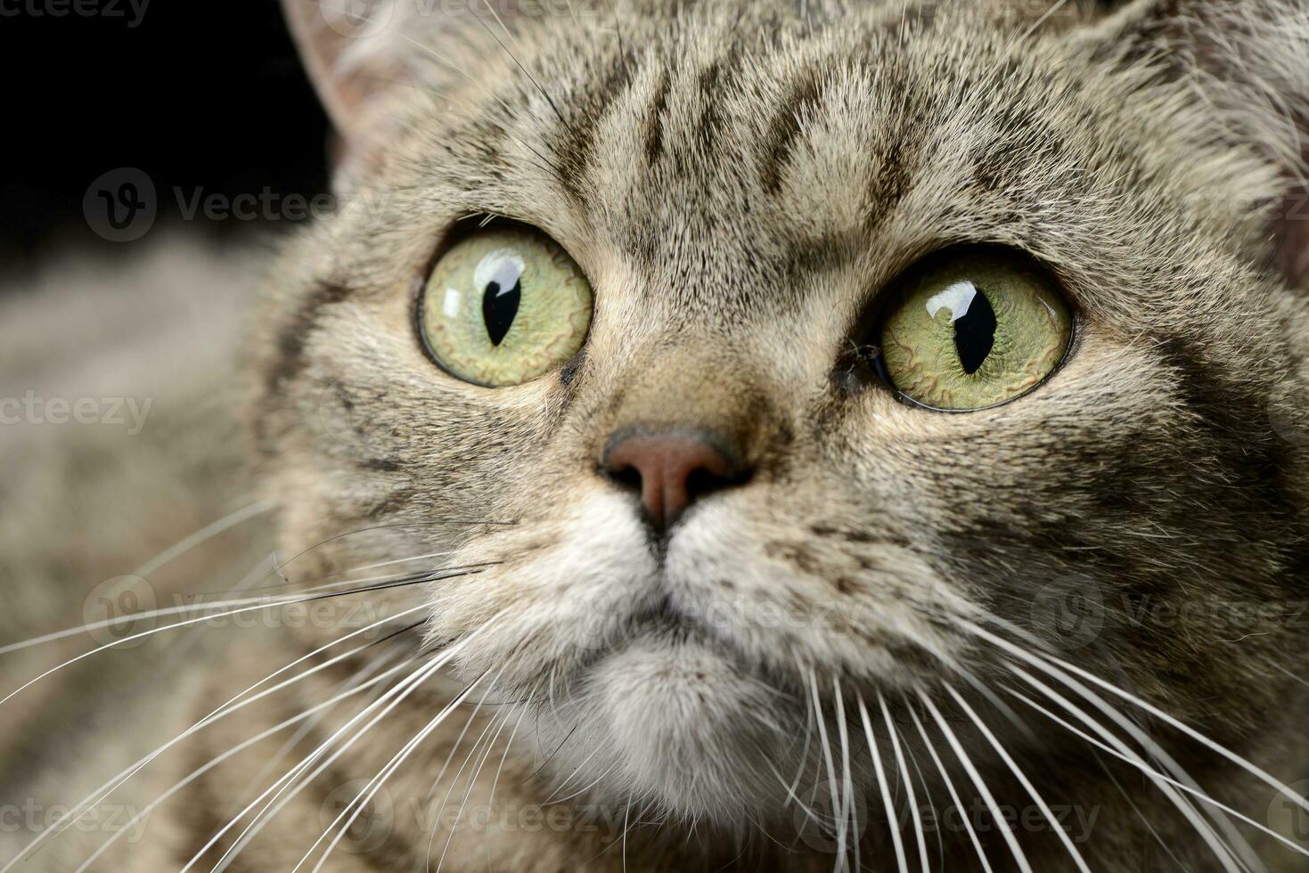 Portrait of an adorable tabby cat photo