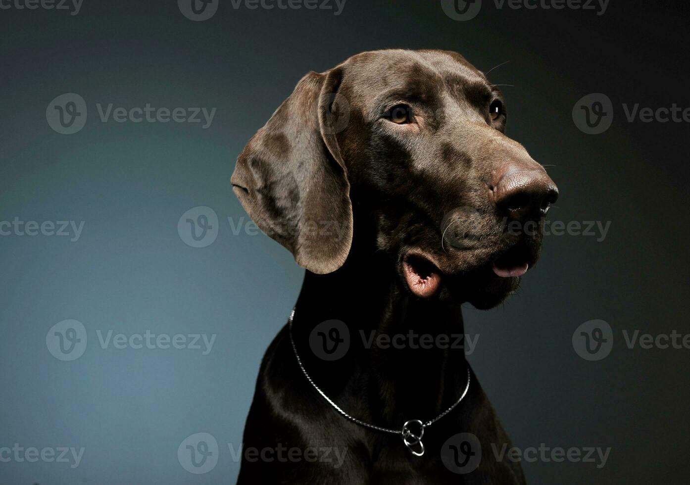 Portrait of an adorable Deutsch Kurzhaar looking curiously - isolated on blue background photo