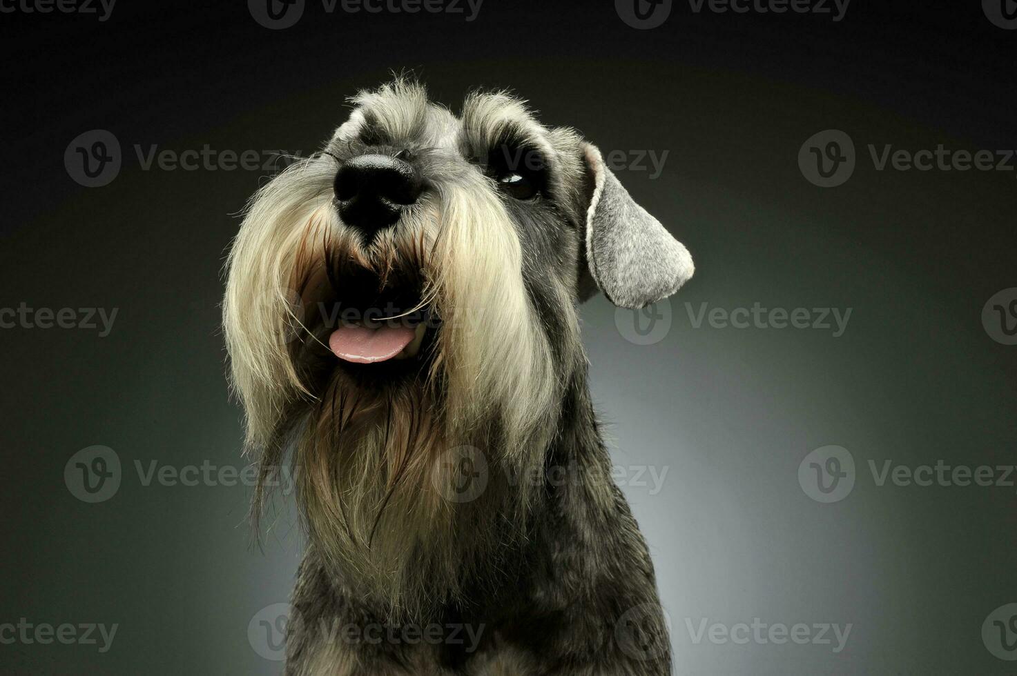 Portrait of an adorable Schnauzer looking up curiously photo