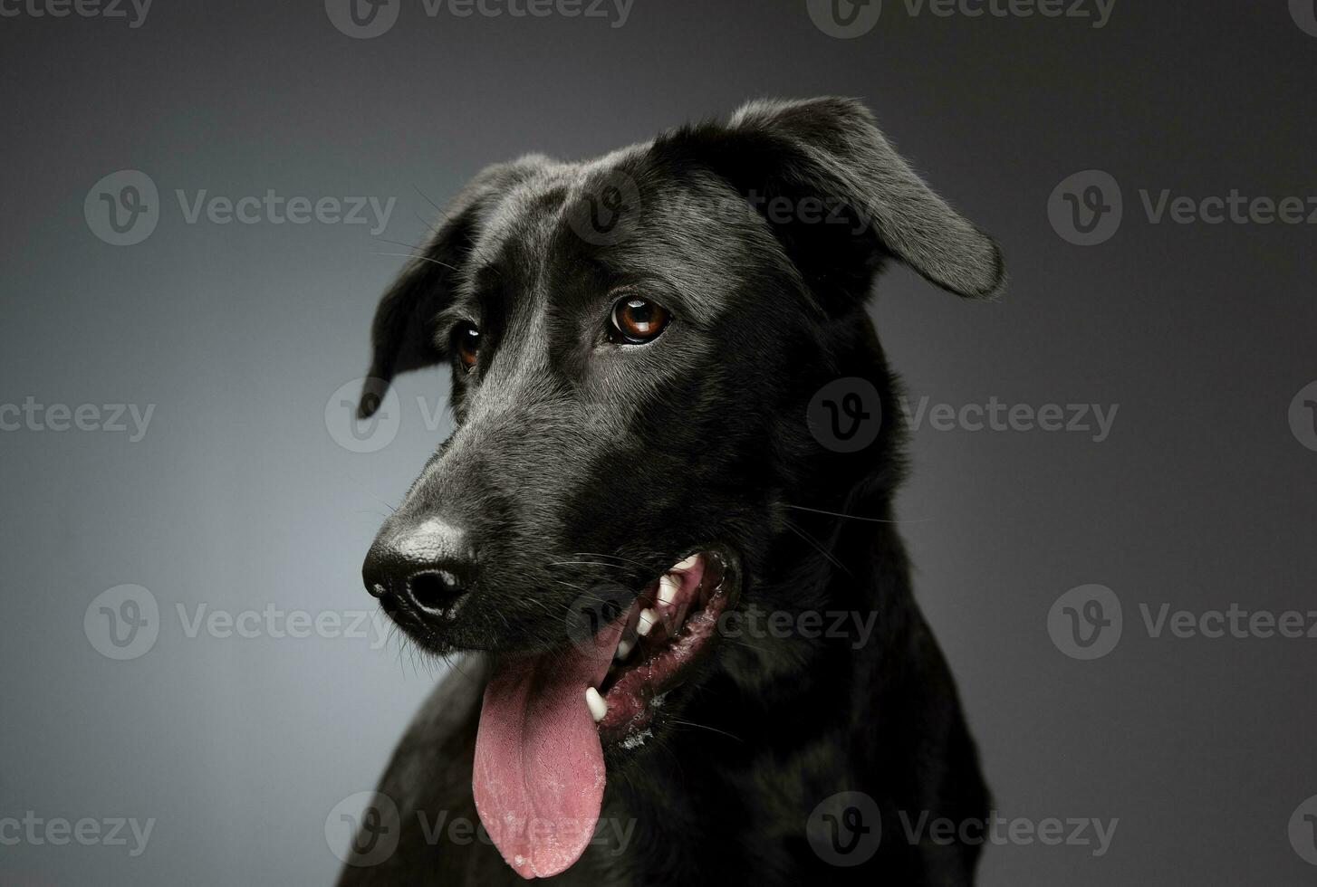 retrato de un adorable mezclado raza perro foto