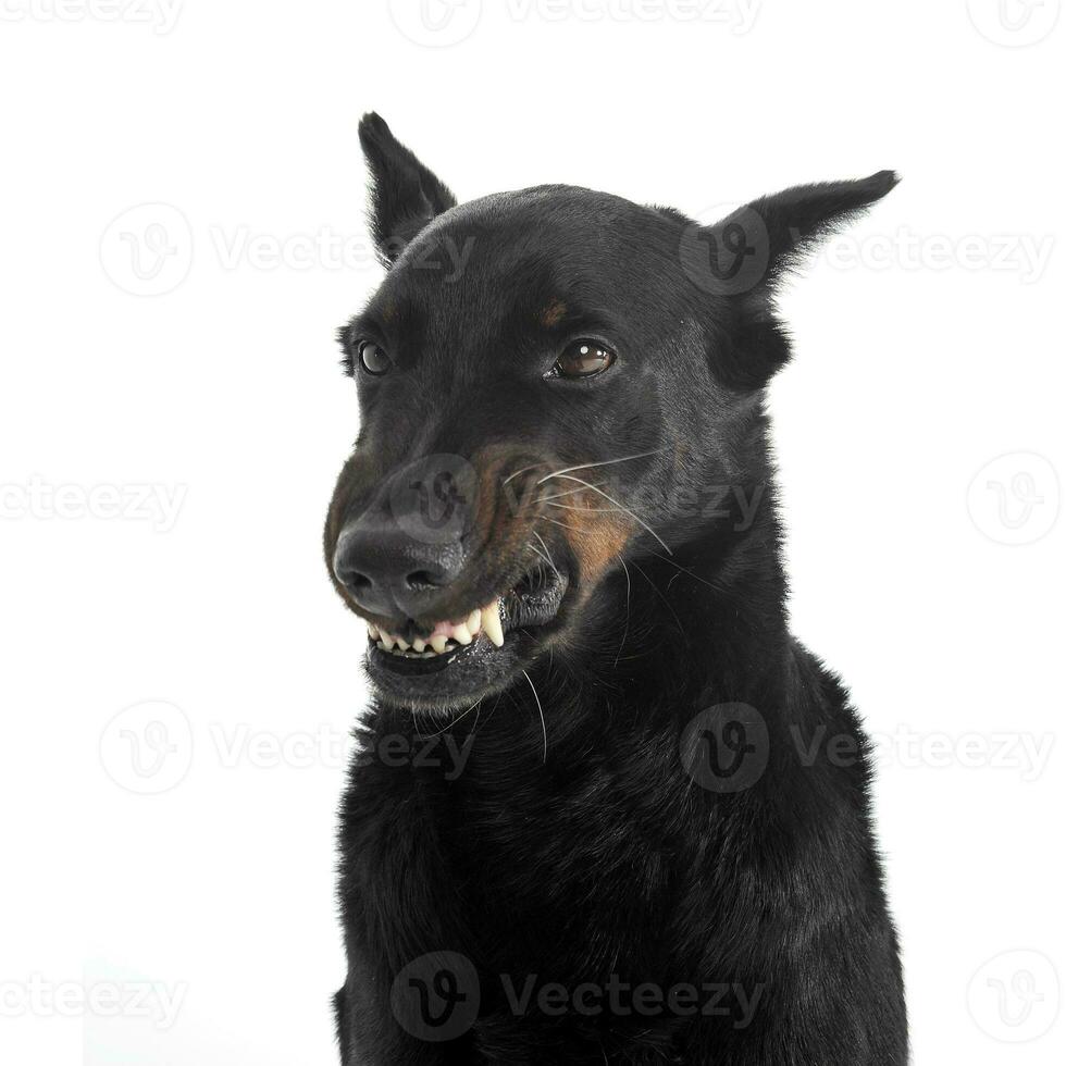 fearful Beauceron flashes  teeth in a white photo studio background