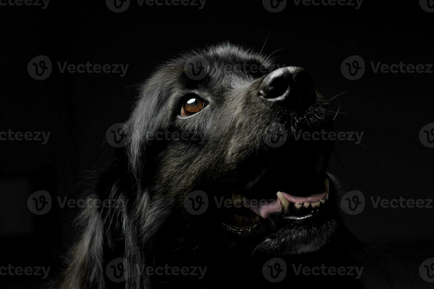 Nice Newpoungland dog portorait in a dark photo studio background