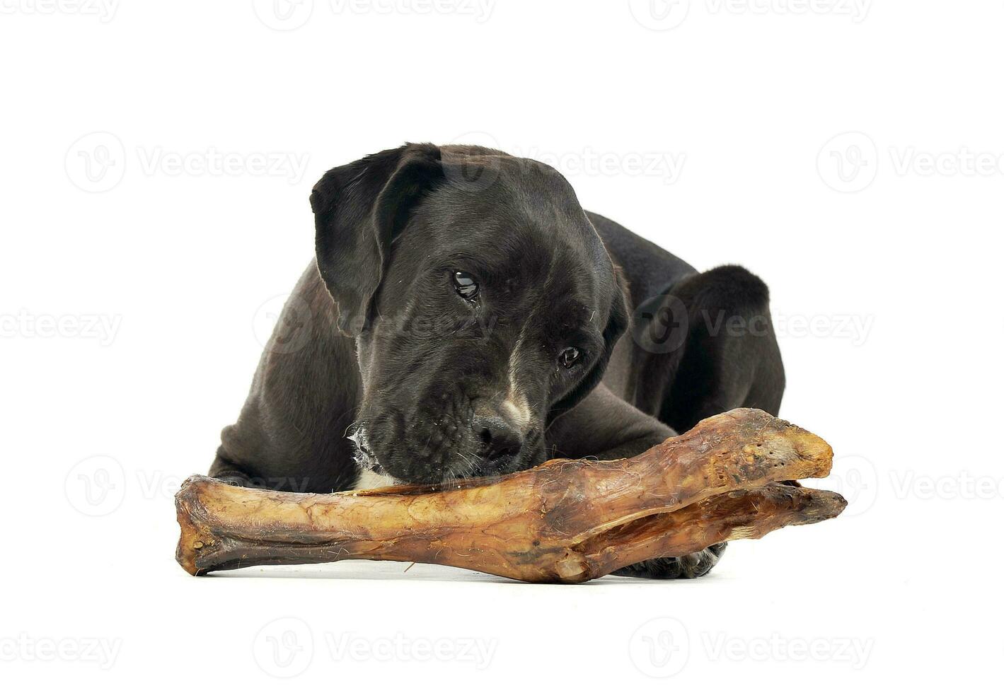 Mixed breed dog eats a big bone is studio photo