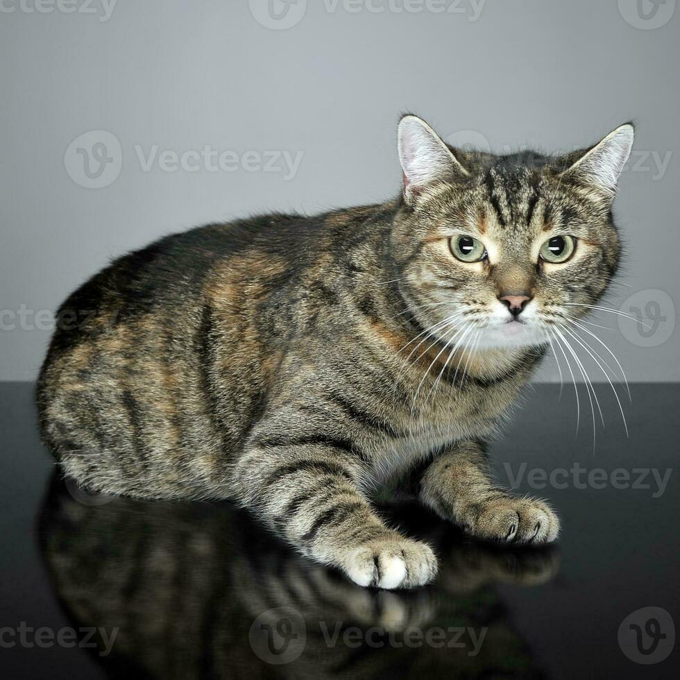 Studio shot of an adorable tabby cat photo