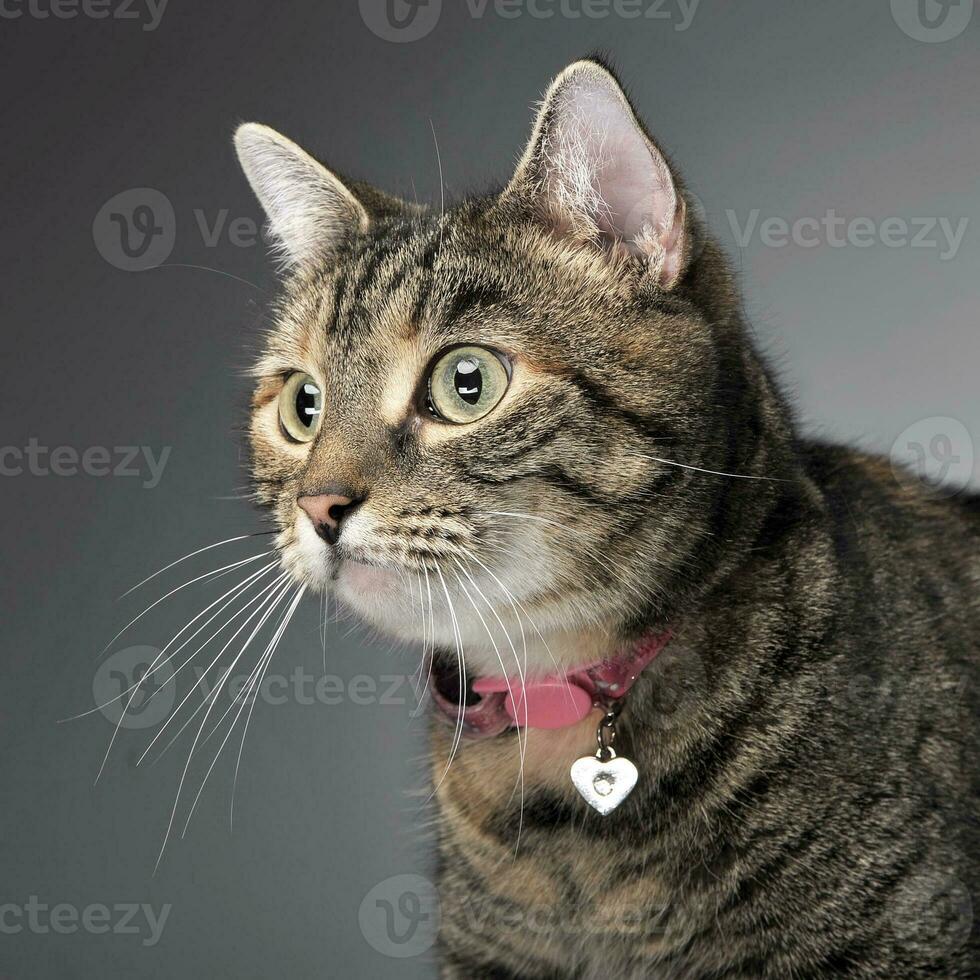 Portrait of an adorable tabby cat photo