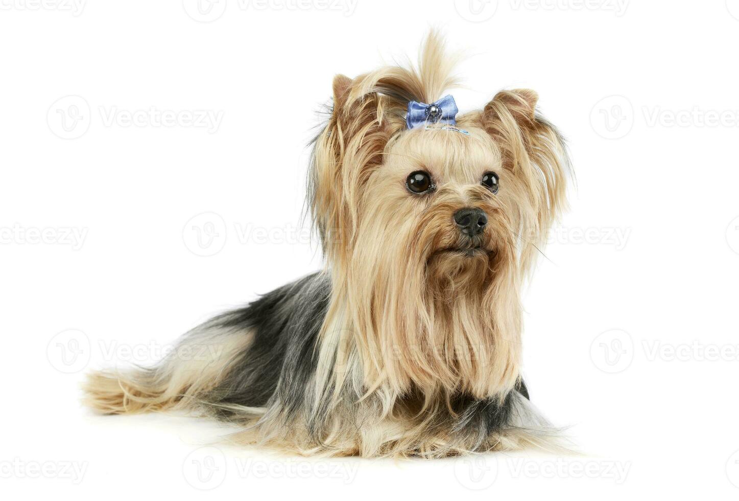 Studio shot of an adorable Yorkshire Terrier yorkie photo