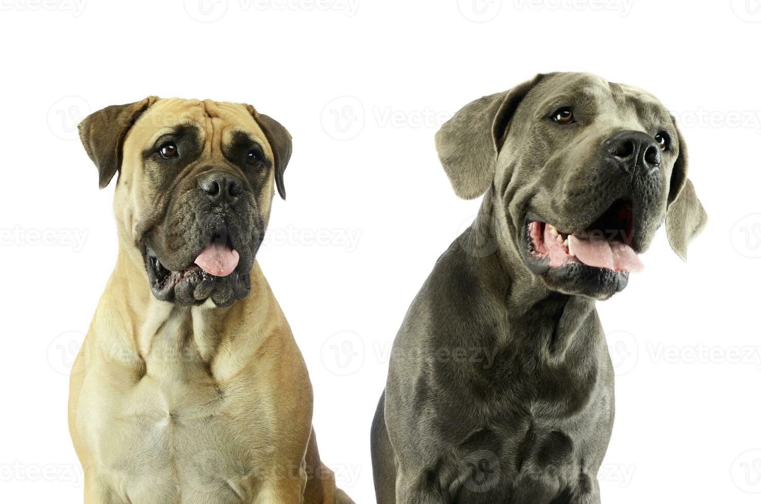 Portrait of an adorable bull mastiff and a great dane photo