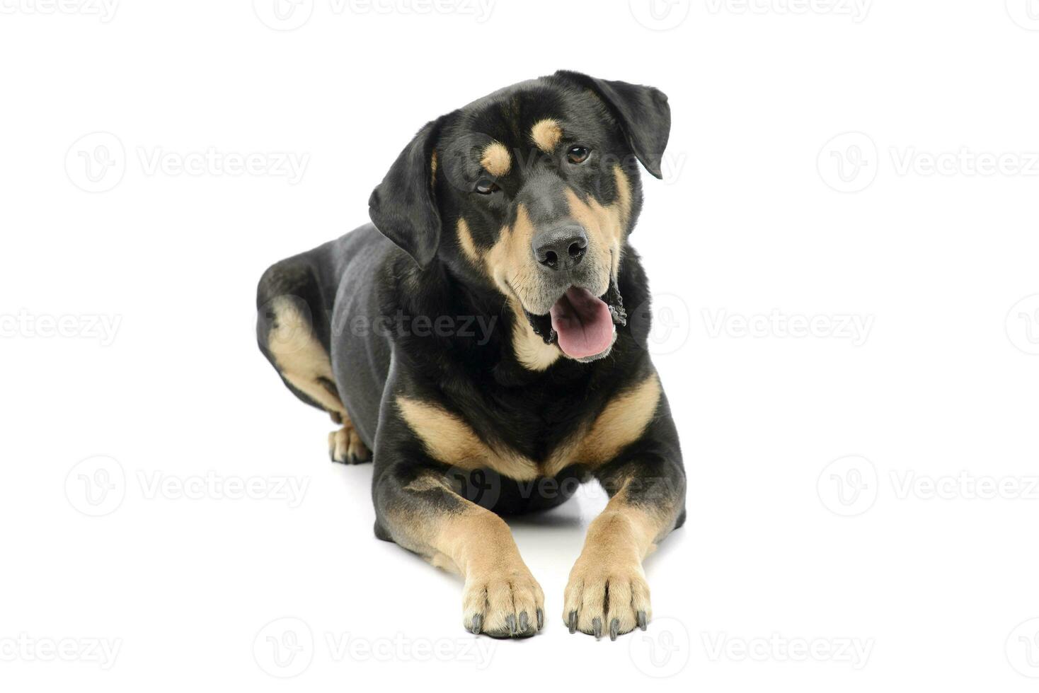 Studio shot of an adorable mixed breed dog photo