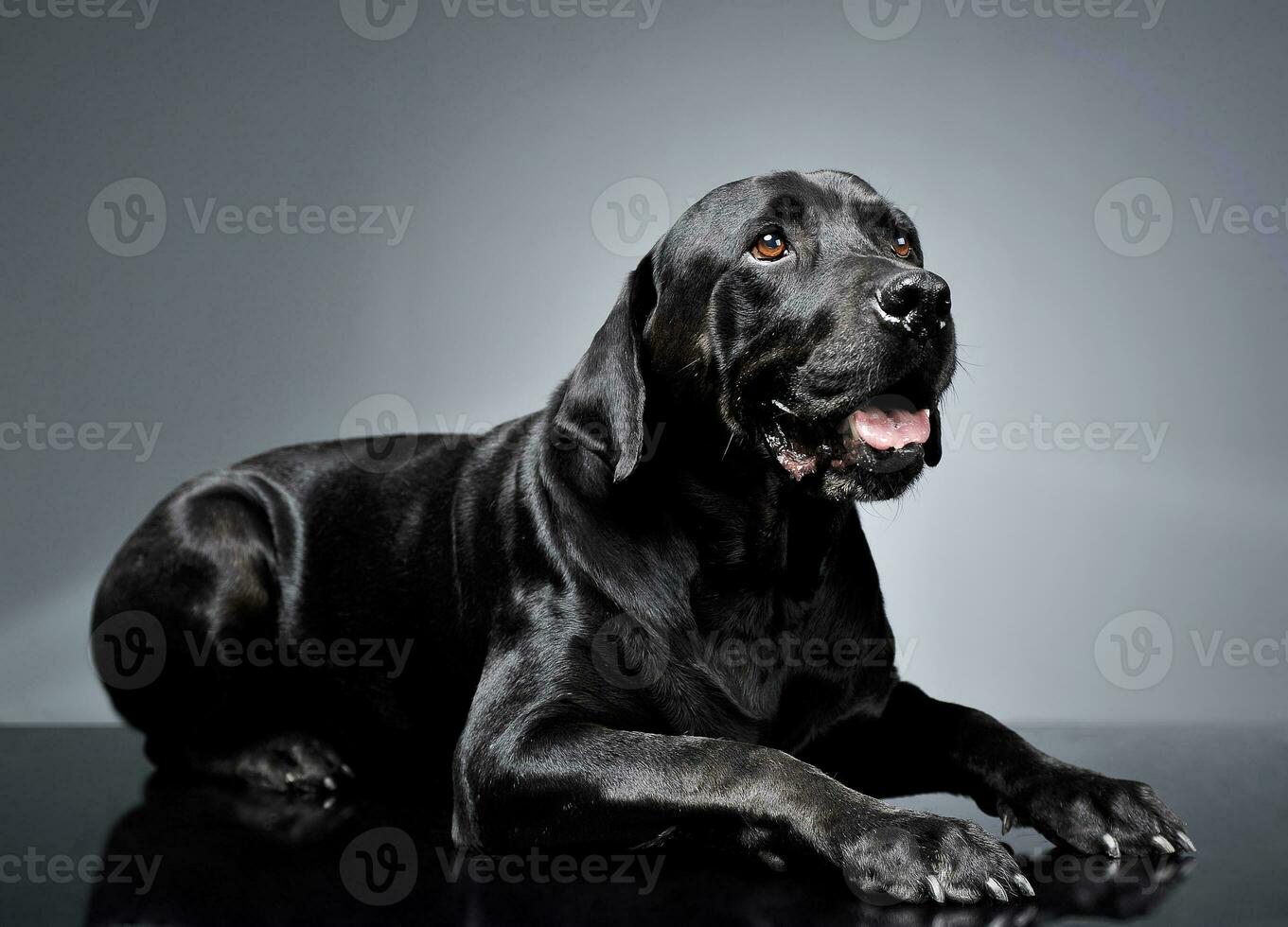 Mixed breed black dog lying in dark studio photo