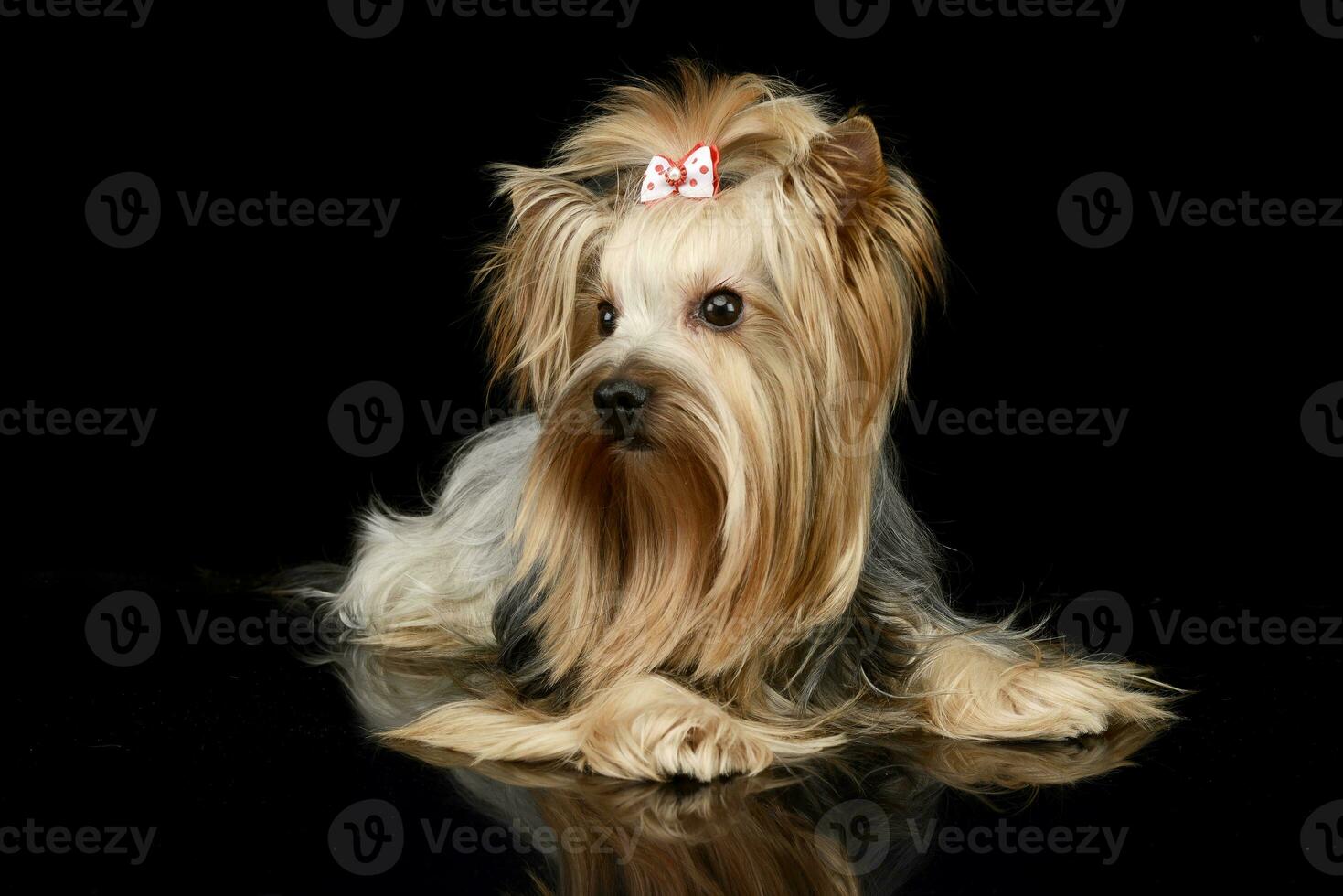 long hair yorshire terrier lying in a studio photo